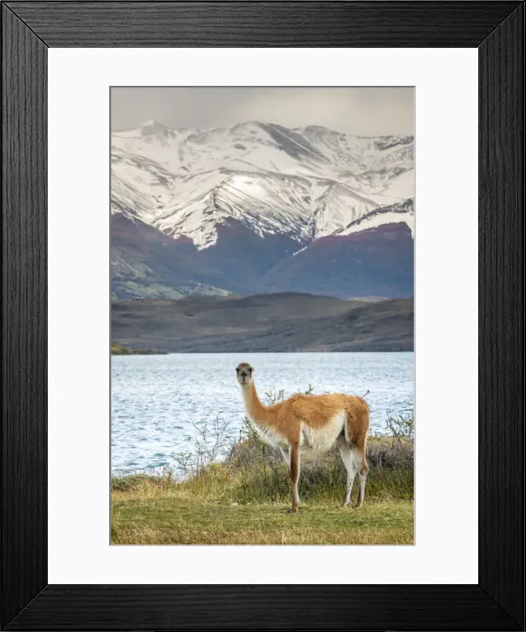 Framed Print : Guanaco in front of snowcapped mountains, Laguna Azul, Torres del Paine National Park Framed Print : Guanaco in front of snowcapped mountains, Laguna Azul, Torres del Paine National Park