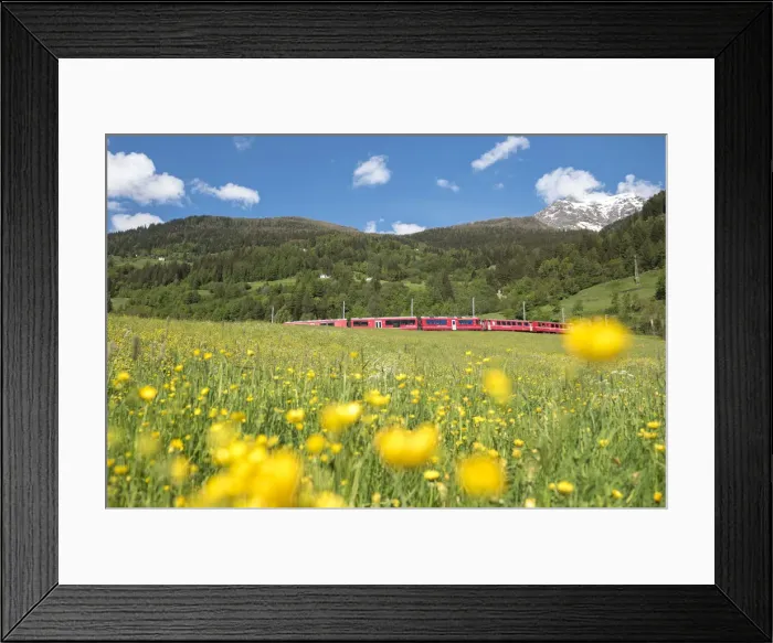 Framed Print : The Bernina Express transit inside the meadows of Switzerland, San Carlo Framed Print : The Bernina Express transit inside the meadows of Switzerland, San Carlo