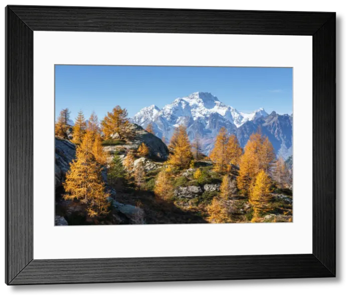 Framed Print : Red larches with snowy Mount Disgrazia in the background, Malenco Valley, Valtellina Framed Print : Red larches with snowy Mount Disgrazia in the background, Malenco Valley, Valtellina