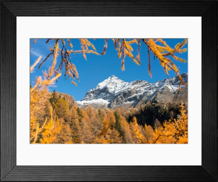 Framed Print : Snowy Scalino peak framed by red larches, malenco valley, valtellina, sondrio, lombardy Framed Print : Snowy Scalino peak framed by red larches, malenco valley, valtellina, sondrio, lombardy
