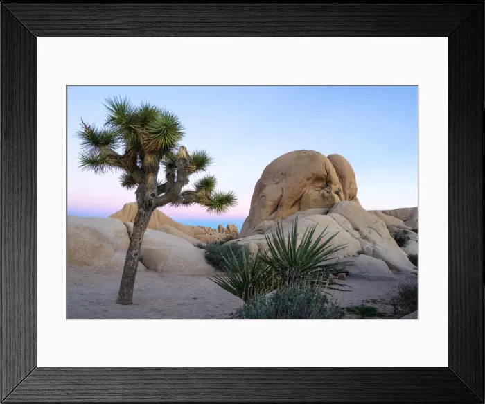 Framed Print : Joshua tree (yucca brevifolia) at twilight, Joshua Tree National Park, Pinto Basin Framed Print : Joshua tree (yucca brevifolia) at twilight, Joshua Tree National Park, Pinto Basin