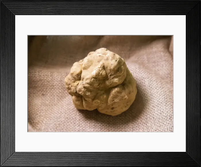 Framed Print : Europe, Italy, Umbria, Spello district. Truffles Framed Print : Europe, Italy, Umbria, Spello district. Truffles