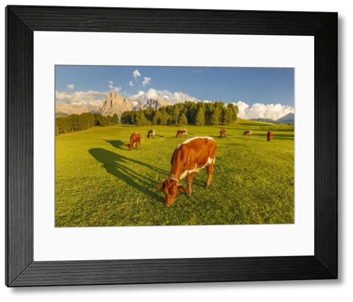 Framed Print : Cows pasture, Alpe di Siusi / Seiser Alm, Sassolungo and Sassopiatto Dolomites, South Tyrol Framed Print : Cows pasture, Alpe di Siusi / Seiser Alm, Sassolungo and Sassopiatto Dolomites, South Tyrol