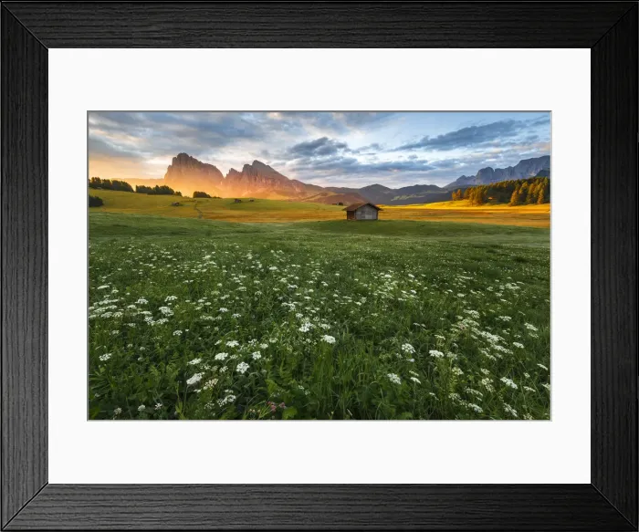 Framed Print : Sunrise on Alpe di Siusi  /  Seiser Alm with summer flowers