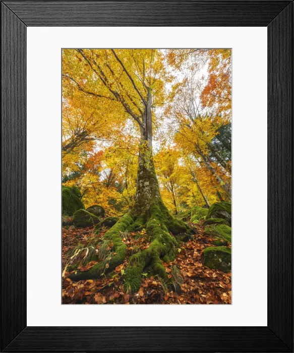 Framed Print : Autumn beech tree, Bagni di Masino forest, Val Masino, Sondrio province, Valtellina Framed Print : Autumn beech tree, Bagni di Masino forest, Val Masino, Sondrio province, Valtellina