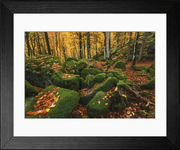 Framed Print : Bagni di Masino forest in Autumn time, Val Masino, Sondrio province, Valtellina, Lombardy Framed Print : Bagni di Masino forest in Autumn time, Val Masino, Sondrio province, Valtellina, Lombardy
