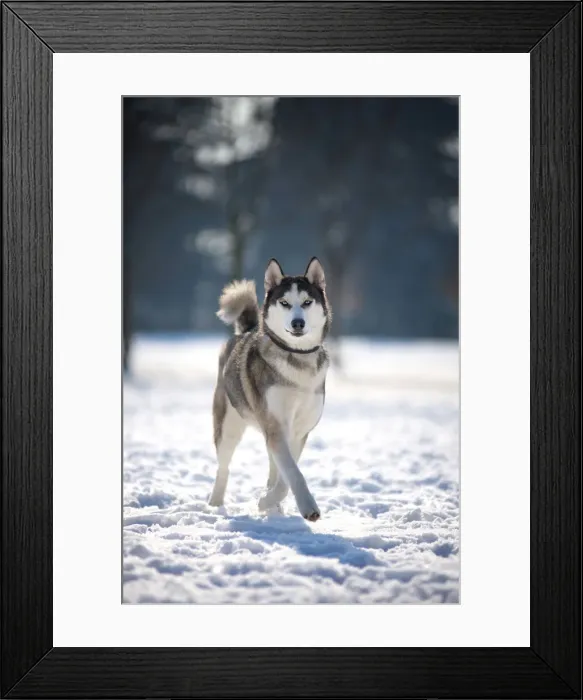 Framed Print : Milano province, Lombardy, Italy, Europe. A siberian husky is walking on a snow covered Framed Print : Milano province, Lombardy, Italy, Europe. A siberian husky is walking on a snow covered