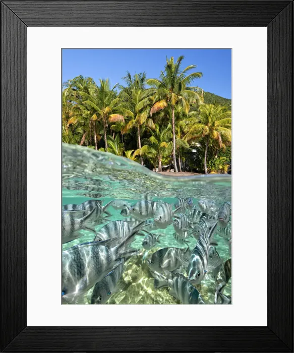 Framed Print : colorful fish and palm trees, a magical Mauritian mix, at Le Morne in the south coast Framed Print : colorful fish and palm trees, a magical Mauritian mix, at Le Morne in the south coast