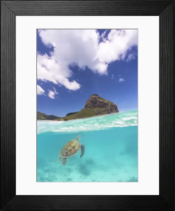 Framed Print : a turtle swims around Le Morne in colorful sea, Black River, Mauritius, Africa Framed Print : a turtle swims around Le Morne in colorful sea, Black River, Mauritius, Africa