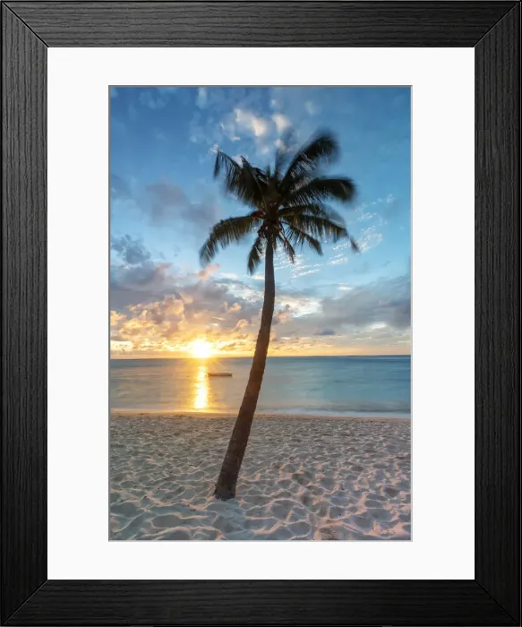Framed Print : a palm tree photographed at sunset, on the beach of Le Morne, Black River distric