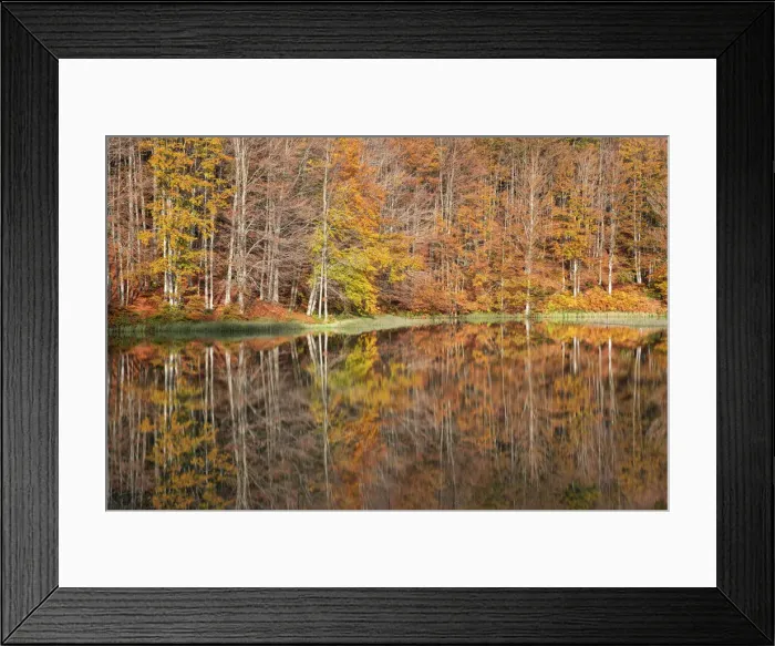 Framed Print : the forest with its autumn colors reflected in the Pranda Lake Framed Print : the forest with its autumn colors reflected in the Pranda Lake