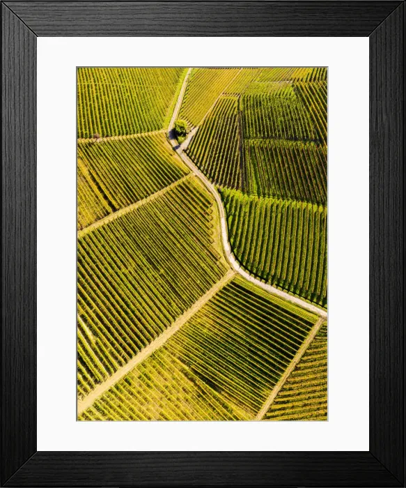 Framed Print : Aerial view of vineyard textures in autumn. Barolo wine region, Langhe, Piedmont, Italy