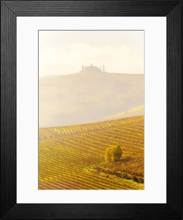 Framed Print : Farmhouse in the fog with autumn colors in the vineyards Framed Print : Farmhouse in the fog with autumn colors in the vineyards