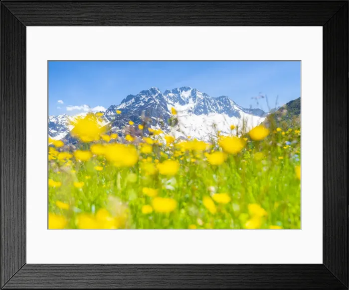 Framed Print : Meadows and Monte Disgrazia, Alpe dell Oro, Valmalenco, Valtellina, province of Sondrio Framed Print : Meadows and Monte Disgrazia, Alpe dell Oro, Valmalenco, Valtellina, province of Sondrio