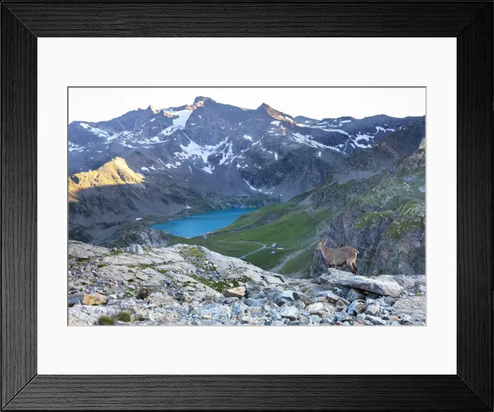 Framed Print : View of Agnel Lake from Colle del Nivolet with Ibex in foreground Framed Print : View of Agnel Lake from Colle del Nivolet with Ibex in foreground