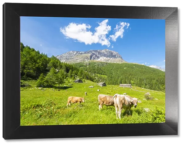 Cows and pastures at Alpe Vazzeda, Valmalenco, Valtellina, province of Sondrio, Lombardy