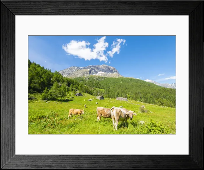 Framed Print : Cows and pastures at Alpe Vazzeda, Valmalenco, Valtellina, province of Sondrio, Lombardy Framed Print : Cows and pastures at Alpe Vazzeda, Valmalenco, Valtellina, province of Sondrio, Lombardy