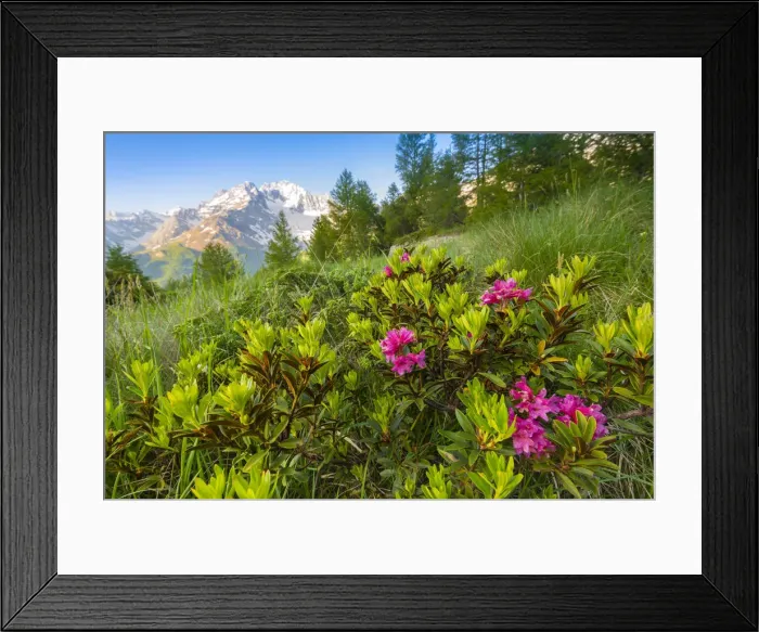 Framed Print : Rhododendron bush at Alpe dell Oro, Valmalenco, Valtellina, province of Sondrio, Lombardy Framed Print : Rhododendron bush at Alpe dell Oro, Valmalenco, Valtellina, province of Sondrio, Lombardy