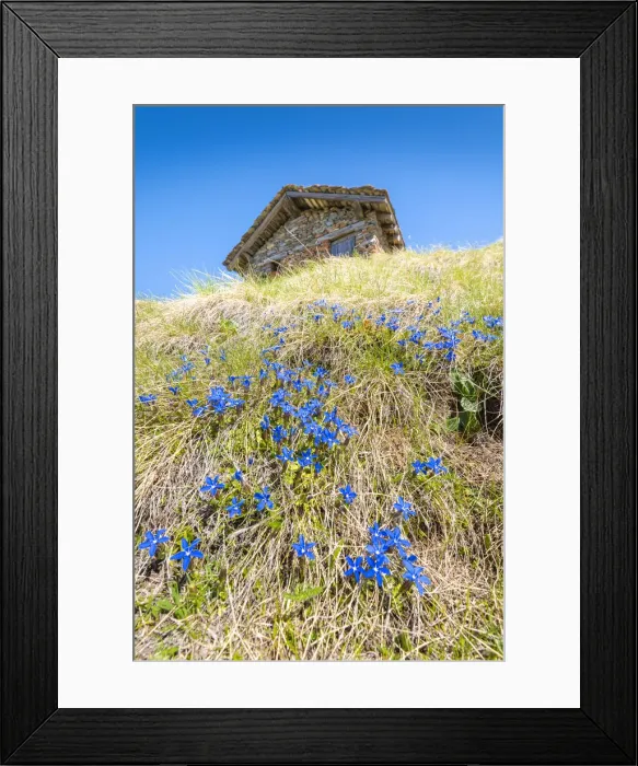 Framed Print : Gentians under a pasture, Becca d Aver, Verrayes, Aosta Valley, Italian alps, Italy