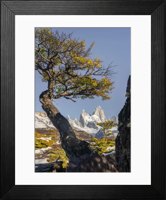 Framed Print : Fitz Roy range peaks with tree in autumnal landscape. El Chalten, Santa Cruz province Framed Print : Fitz Roy range peaks with tree in autumnal landscape. El Chalten, Santa Cruz province