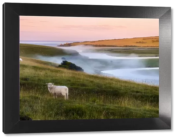 Curious sheep looking at the camera during a foggy sunrise on the Cuckmere river, Seaford