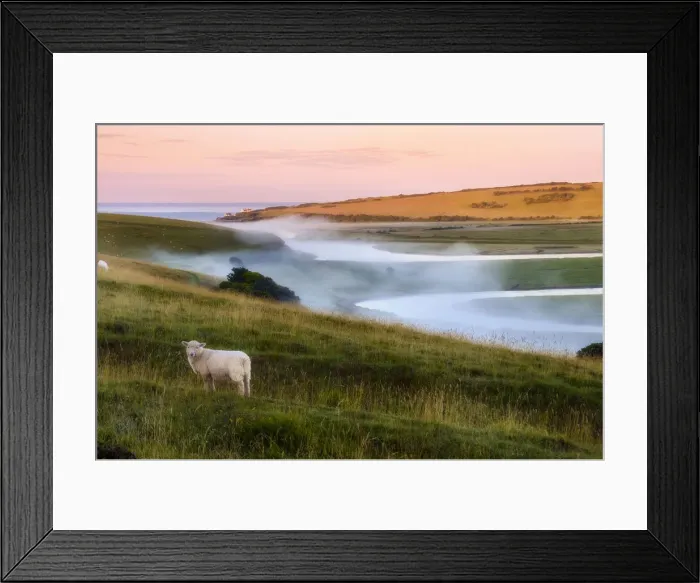 Framed Print : Curious sheep looking at the camera during a foggy sunrise on the Cuckmere river, Seaford Framed Print : Curious sheep looking at the camera during a foggy sunrise on the Cuckmere river, Seaford