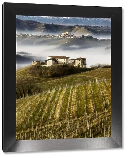 Vineyards in Langhe with a farmhouse on the foreground, Serralunga D