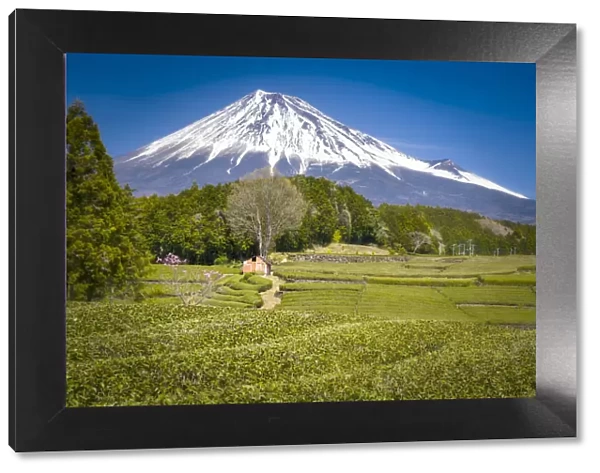 monte fuji dominates the tea plantations of Obuchi Sasaba, Fuji, Japan
