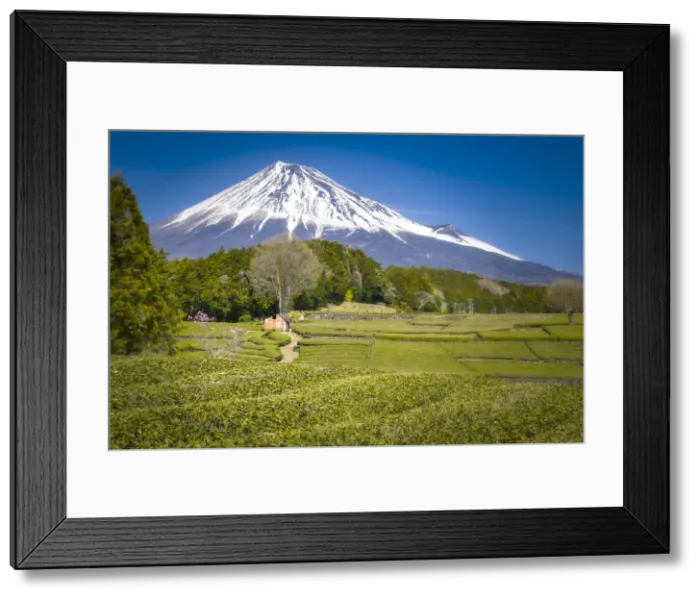 Framed Print : monte fuji dominates the tea plantations of Obuchi Sasaba, Fuji, Japan Framed Print : monte fuji dominates the tea plantations of Obuchi Sasaba, Fuji, Japan