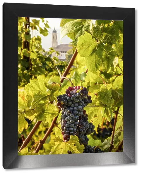 Foreshortening of Treiso and a Nebbiolo Grape, Treiso, Piedmont, Italy
