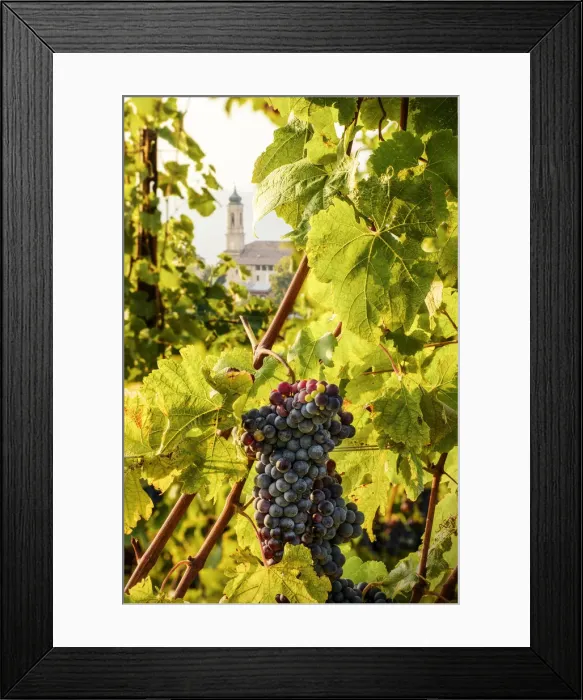 Framed Print : Foreshortening of Treiso and a Nebbiolo Grape, Treiso, Piedmont, Italy Framed Print : Foreshortening of Treiso and a Nebbiolo Grape, Treiso, Piedmont, Italy