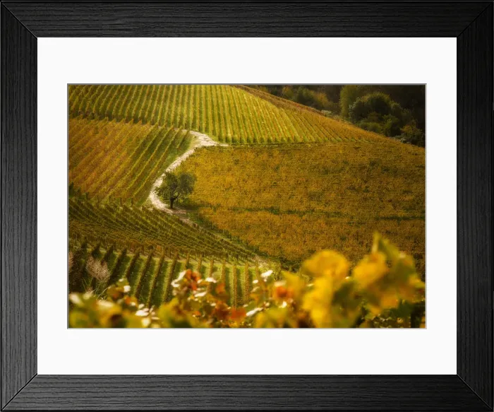Framed Print : Foliage in Langhe, Mando, Piedmont, Italy