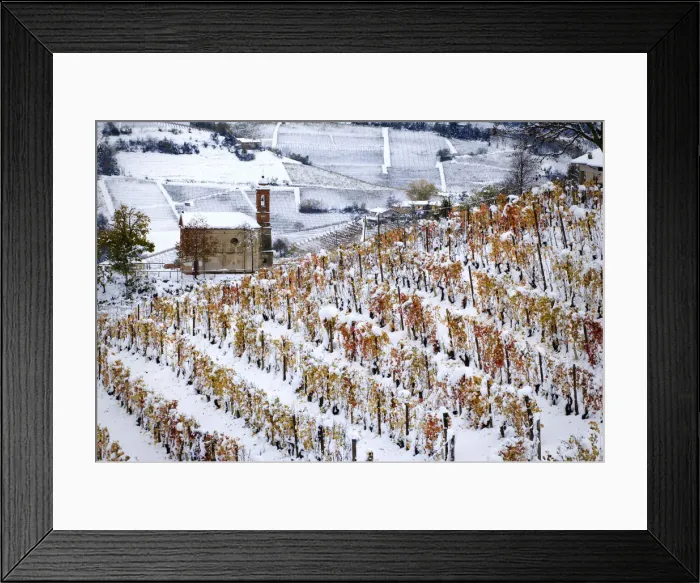 Framed Print : First snow on the orange vineyards in Langhe, Montelupo Albese, Piedmont, Italy Framed Print : First snow on the orange vineyards in Langhe, Montelupo Albese, Piedmont, Italy