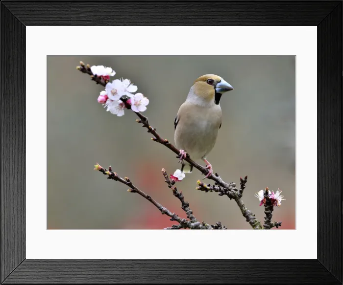 Framed Print : frosone, Coccothraustes coccothraustes, emilia romagna, italy