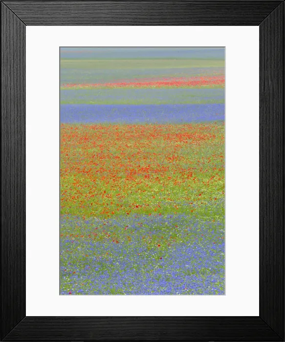 Framed Print : flowering of the large plain of castelluccio of norcia, perugia province, umbria, italy Framed Print : flowering of the large plain of castelluccio of norcia, perugia province, umbria, italy
