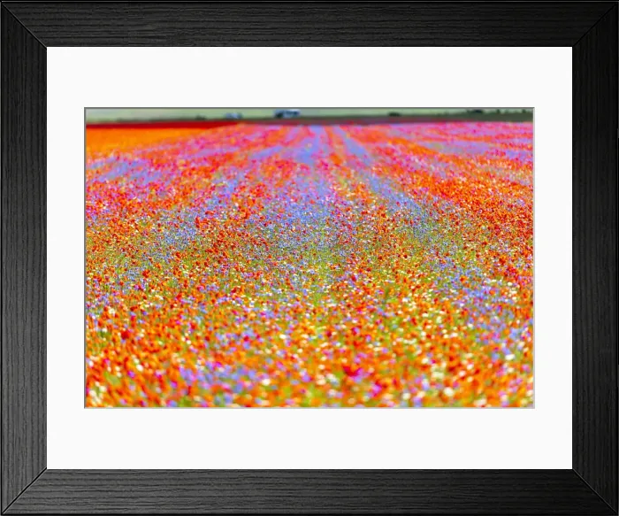 Framed Print : Italy, Umbria, Sibillini National Park, Blooming on plateau Piano Grande Framed Print : Italy, Umbria, Sibillini National Park, Blooming on plateau Piano Grande