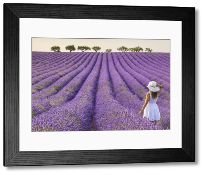 Framed Print : A woman in white dress in the fields of lavender near Valensole, Alpes-de-Haute-Provence Framed Print : A woman in white dress in the fields of lavender near Valensole, Alpes-de-Haute-Provence