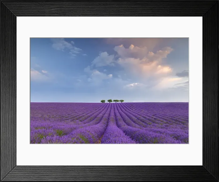 Framed Print : Lonely trees in a lavender field near Valensole at sunrise, Alpes-de-Haute-Provence Framed Print : Lonely trees in a lavender field near Valensole at sunrise, Alpes-de-Haute-Provence