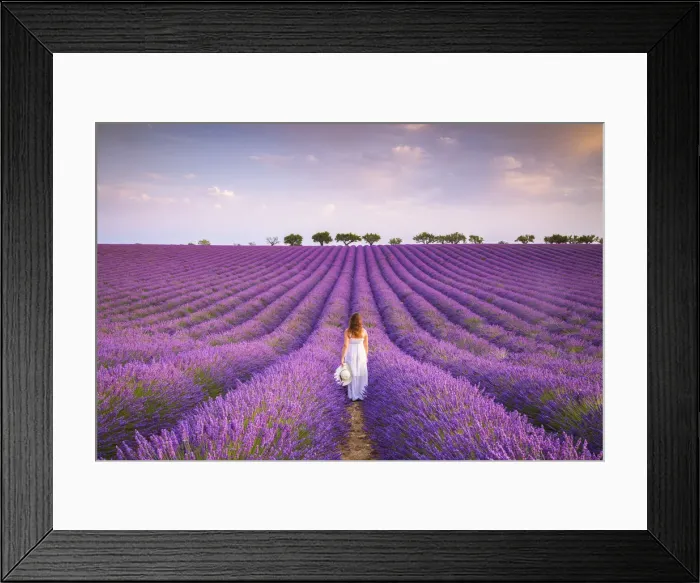 Framed Print : A woman in white dress in the fields of lavender near Valensole, Alpes-de-Haute-Provence Framed Print : A woman in white dress in the fields of lavender near Valensole, Alpes-de-Haute-Provence