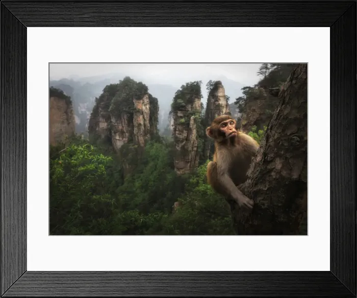 Framed Print : rhesus macaque (Macaca mulatta) over the cliffs of Yellow Stone Village Framed Print : rhesus macaque (Macaca mulatta) over the cliffs of Yellow Stone Village