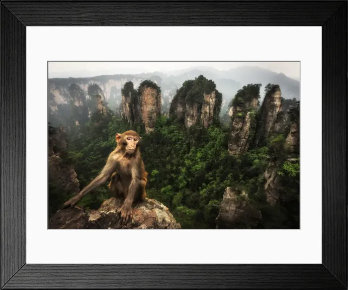Framed Print : rhesus macaque (Macaca mulatta) over the cliffs of Yellow Stone Village