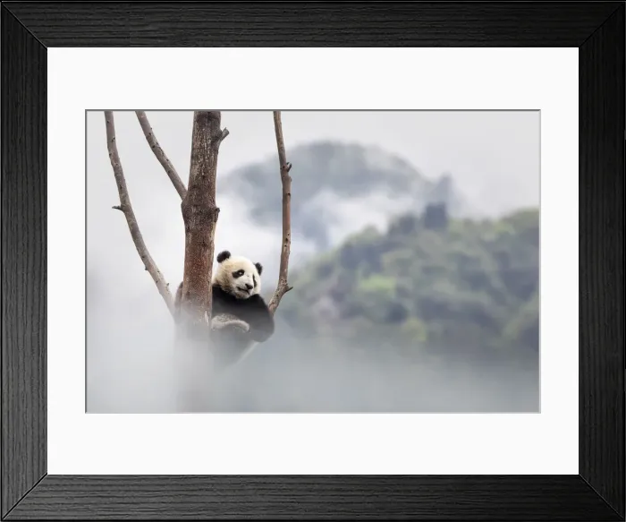 Framed Print : giant panda cub (Ailuropoda melanoleuca) climbing a tree in a panda base, Chengdu region Framed Print : giant panda cub (Ailuropoda melanoleuca) climbing a tree in a panda base, Chengdu region