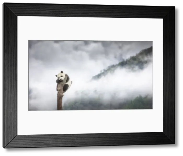 Framed Print : giant panda cub (Ailuropoda melanoleuca) climbing a tree in a panda base, Chengdu region Framed Print : giant panda cub (Ailuropoda melanoleuca) climbing a tree in a panda base, Chengdu region
