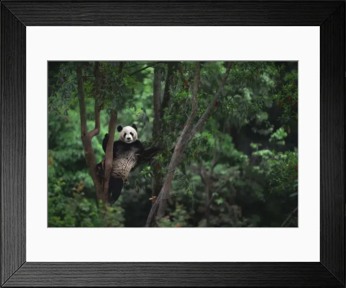 Framed Print : giant panda (Ailuropoda melanoleuca) climbing a tree in a panda base, Chengdu region