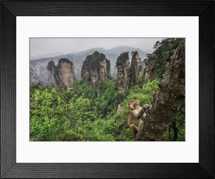Framed Print : rhesus macaque cub (Macaca mulatta) over the cliffs of Yellow Stone Village Framed Print : rhesus macaque cub (Macaca mulatta) over the cliffs of Yellow Stone Village