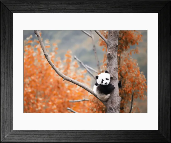 Framed Print : giant panda cub (Ailuropoda melanoleuca) in a panda base, Chengdu region, Sichuan, China