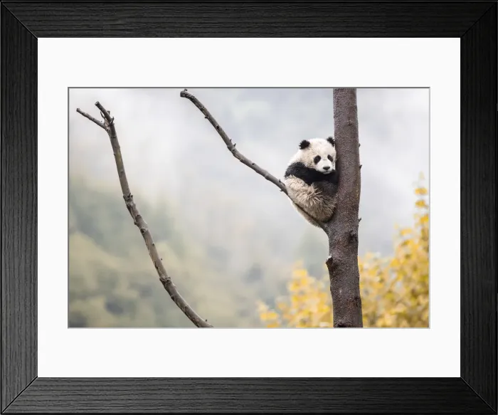 Framed Print : giant panda cub (Ailuropoda melanoleuca) in a panda base, Chengdu region, Sichuan, China Framed Print : giant panda cub (Ailuropoda melanoleuca) in a panda base, Chengdu region, Sichuan, China