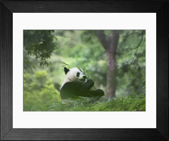 Framed Print : giant panda (Ailuropoda melanoleuca) in a panda base, Chengdu region, Sichuan, China Framed Print : giant panda (Ailuropoda melanoleuca) in a panda base, Chengdu region, Sichuan, China