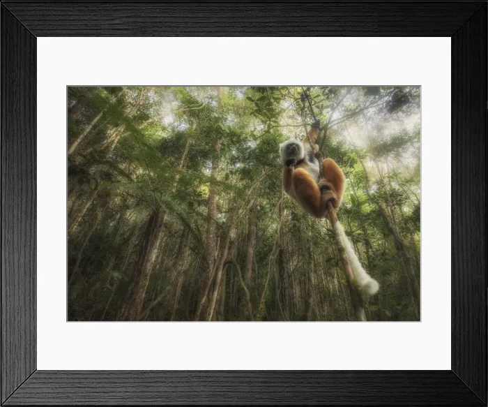 Framed Print : Sifaka diadema (Propithecus diadema) in Andasibe Mantadia National Park