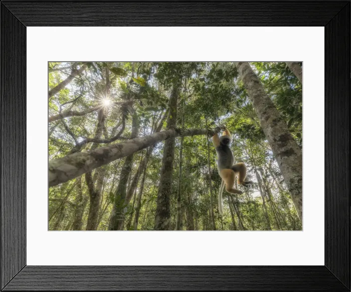 Framed Print : Sifaka diadema (Propithecus diadema) in Andasibe Mantadia National Park Framed Print : Sifaka diadema (Propithecus diadema) in Andasibe Mantadia National Park
